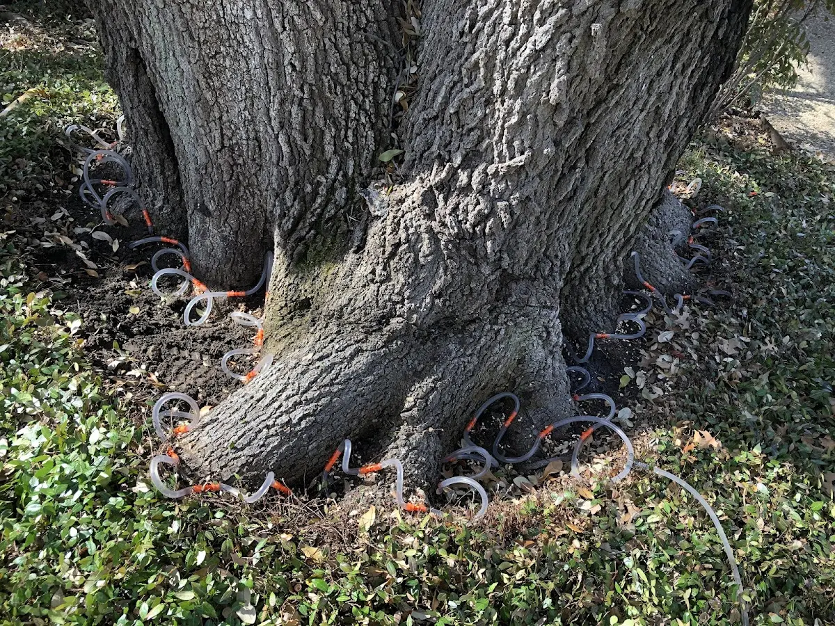 Detailed Tree Cabling and Bracing job site in Mosby