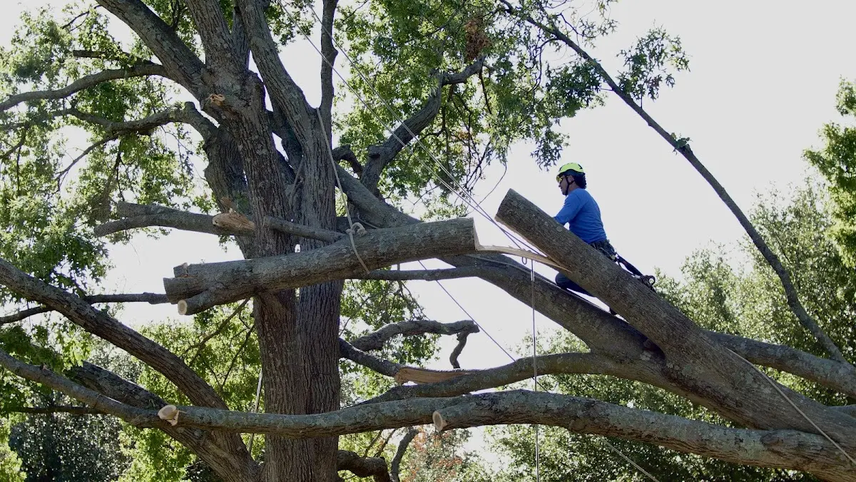Professional Hazardous Tree Removal performed by certified arborists in Mosby