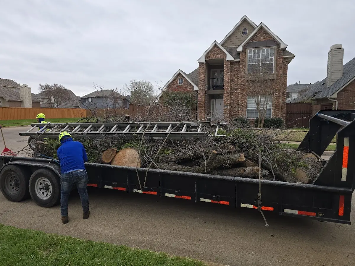 Expert Tree Pest Control with proper safety equipment in Mosby